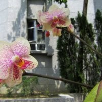 Pretty orchids