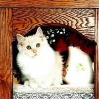 A cream tabby kitten in a china cabinet