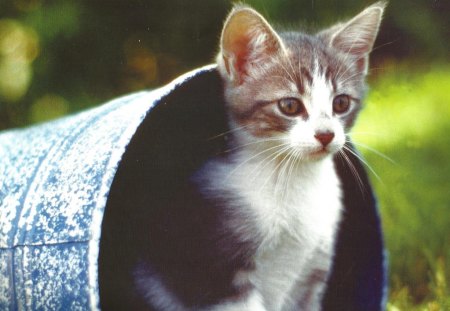 A kitten in a pail - pail, tin, green, kitten