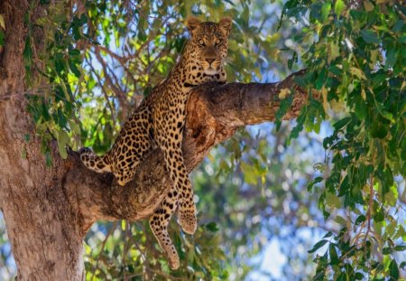 A place to rest - leopard, branches, spotted, tree