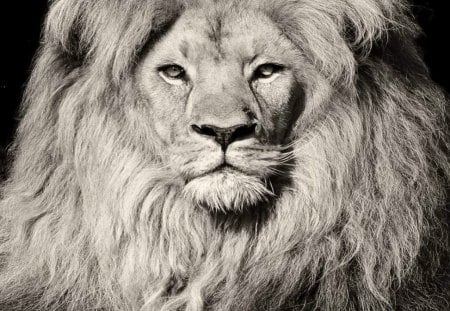 King in black and white - black and white, lion, mane, king