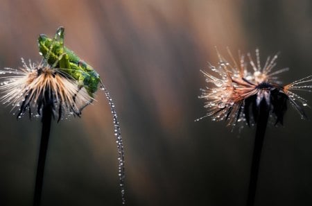 Dandelion - nature, dew, cricket, dandelion