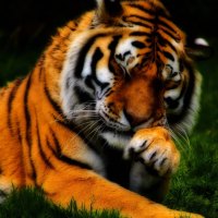 Scratching Tiger