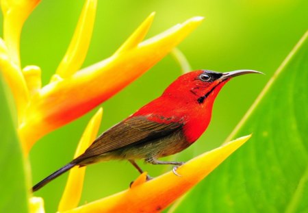 Red bird - yellow flower, long beak, green, brown feathers, red feathers