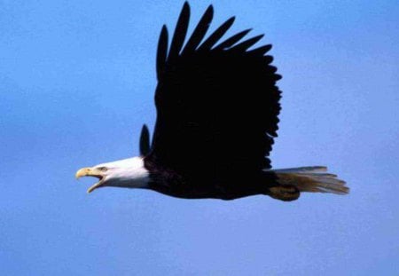 Bald Eagle in Flight - blue sky, back, white, Awesome