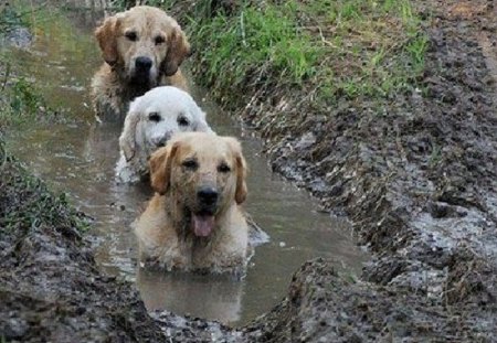 BATH TIME - dogs, three, cute, mud