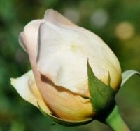 White and yellow bud