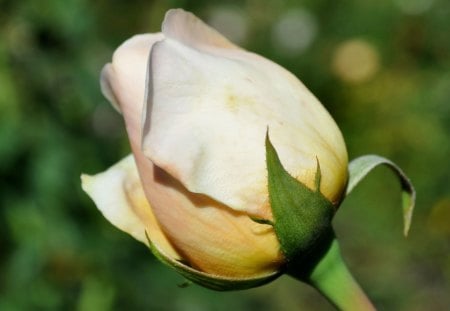 White and yellow bud - Rose, bud, white, yellow