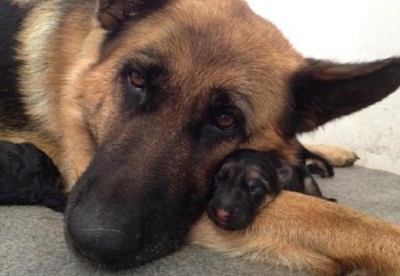 MOTHER AND PUP - CUTE, MOTHER, DOGS, PUP