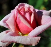 Pink Rose opening