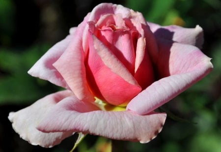 Pink Rose opening - pretty, pink, beautiful, other