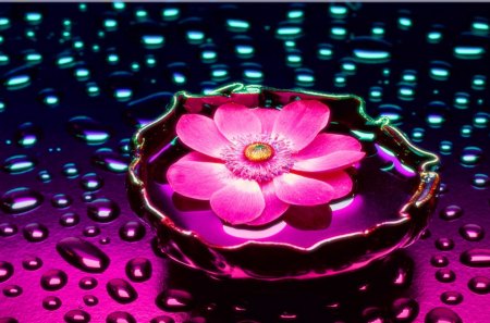 Beauty - beauty, beautiful, water, flower, drops