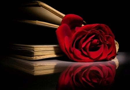 Words of love - word, red, bible, book, rose