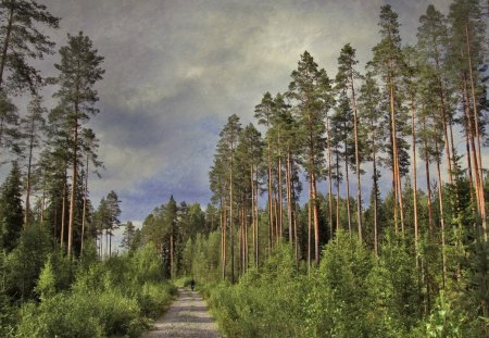 biking on road through tall forest - forest, road, bike, clouds