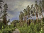 biking on road through tall forest