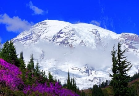 Mount Rainier - Snow, Flowers, Spring, Mountain, Majestic