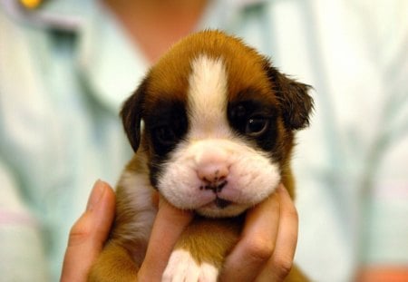 Dog - face, pretty, playful dog, cute, animals, beautiful, sweet, puppy, bubbles, playful, dogs, puppies, lovely, dog face