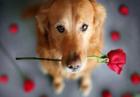 Love Me - me, love, rose, dog