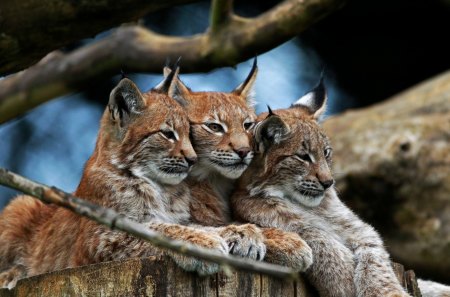 Lynx - tree, photo, animals, lynx