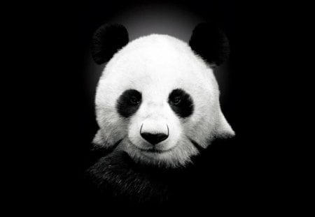 Cute panda - bear, panda, animal, bamboo, cute, black