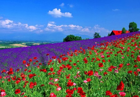 House in the field - nice, cottage, sky, slope, freshness, fragrance, colorful, field, meadow, spring, pretty, scent, house, grass, fresh, summer, lovely, bluw, nature, beautiful, delight, flowers