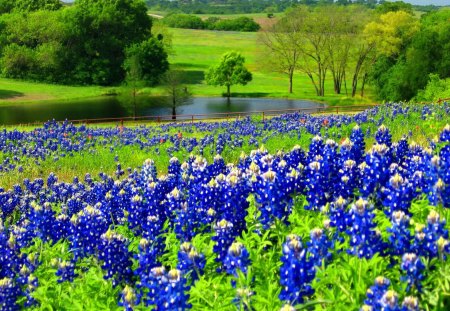 Blue flowers - pretty, calm, quiet, summer, blue, grass, meadow, flowers, field, lake, nice, bluebonnets, greenery, water, beautiful, pond, lovely, nature, serenity