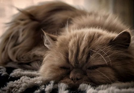 Cat - sleeping, beauty, cat face, hat, animals, sleepy, paws, face, pretty, cute, cat, kitty, lovely, kitten, cats, beautiful, sweet