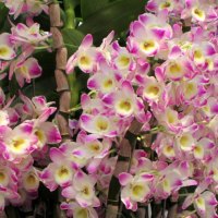 Pretty orchids