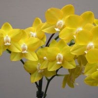 Lovely orchids