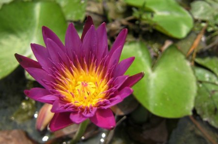 Beautiful lotus - lotus, pond, bright, pink, beautiful