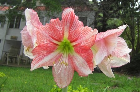 Amaryllis - amaryllis, red, bright color, lovely, flower