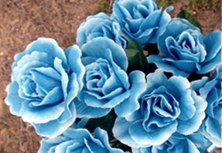 Blue Roses