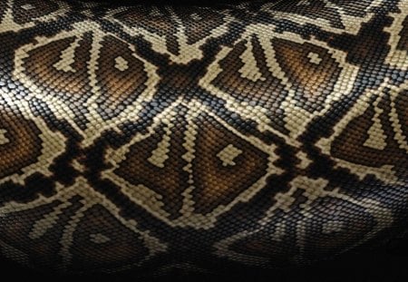 Snake skin - skin, brown, vector, art, abstract, snake, black