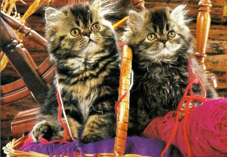 Two kittens with yarn