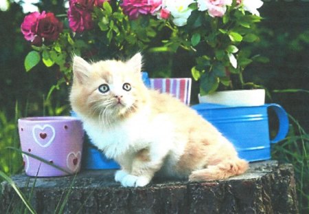 A kitten with pails - flowers, pail, log, kitten