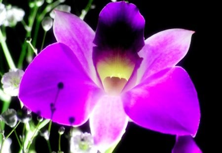 ORCHID CLOSE UP - flowers, nature, closeup, orchis