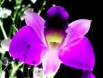 ORCHID CLOSE UP