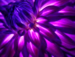 PURPLE PETALS