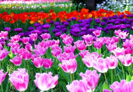 COLORS of TULIPS - nature, colors, field, flowers, garden