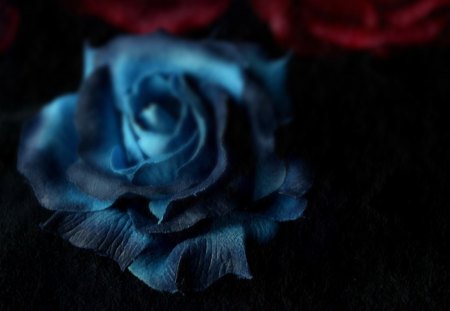 ♥  - roses, flowers, rose, Blue