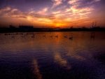 SWANS at DUSK