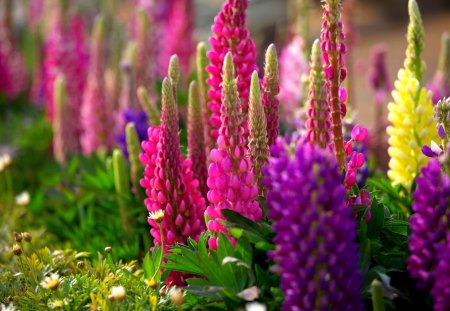 SPRING GLORY - field, spring, nature, lupines