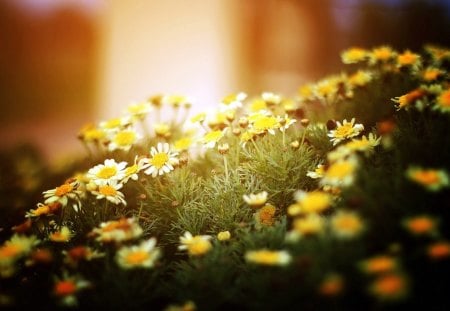 Light Nature Flowers - flowers, light, Nature, fields