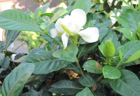 Spring Blooms 29 - white, garden, flowers, leaf, photography, green