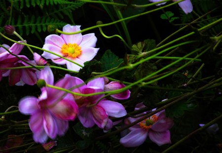 FLOWER BRANCHES - flowers, spring, colors, branch