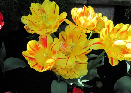 Spring Blooms 32 - Flowers, yellow, garden, green, photography, Tulips, orange