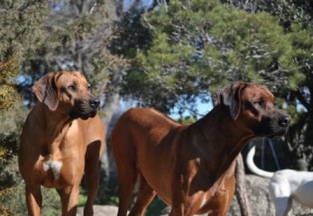 Rhodesian ridgeback - rhodesian, dogs, ridgeback