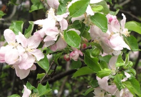 Apple Blossoms - blossoms, Photography, green, other