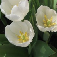 White Tulips closeup