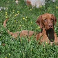 vizsla